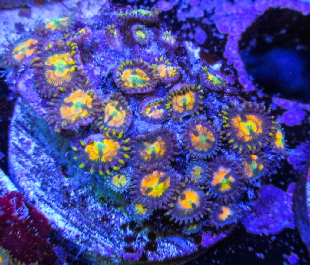 UC Cracker Jack Zoas 135