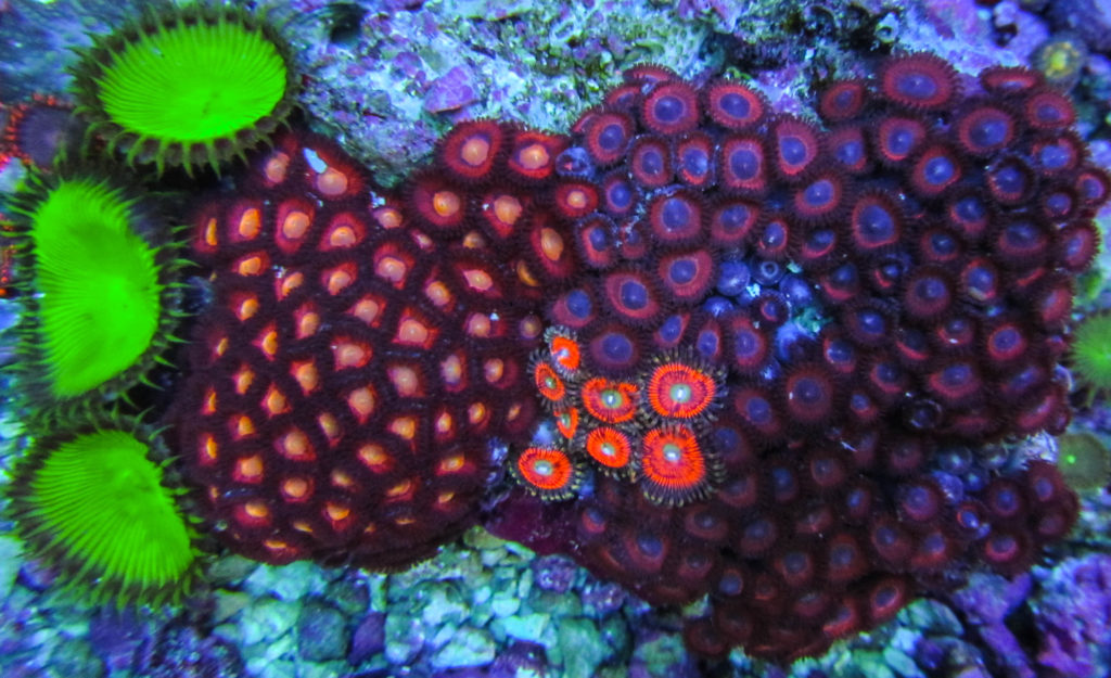 Ultra Mix Zoa Colony 137