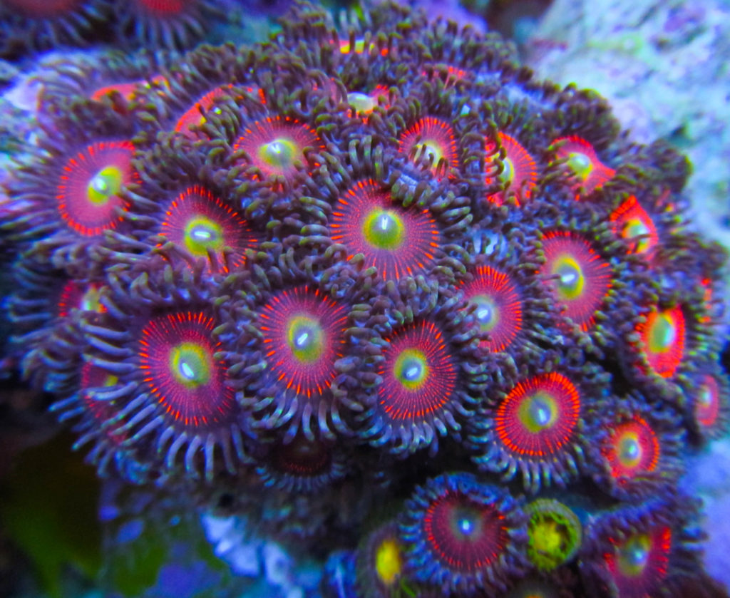 UC Ultimate Warrior Zoa Colony 138