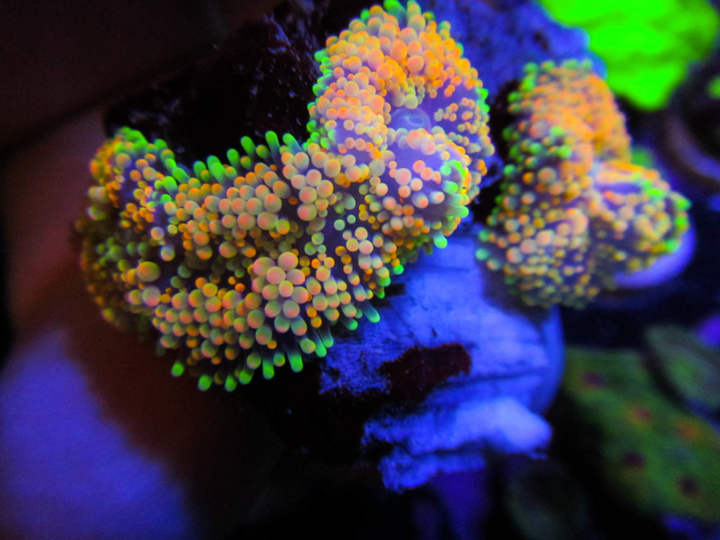 Rainbow Ricordia Colony 5