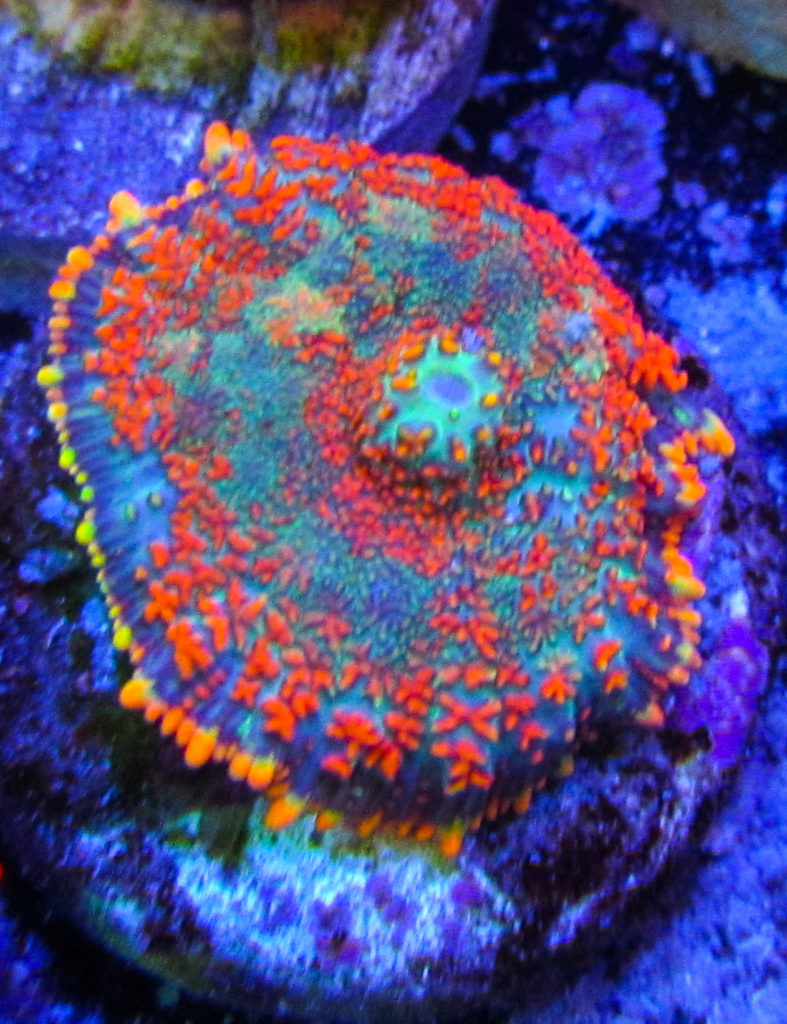 UC Rainbow Star Rhodactis Mushroom 5