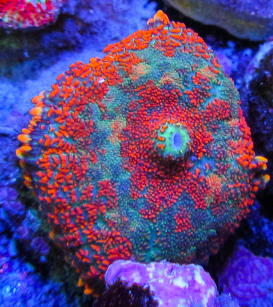 UC Rainbow Star Rhodactis Mushroom 6