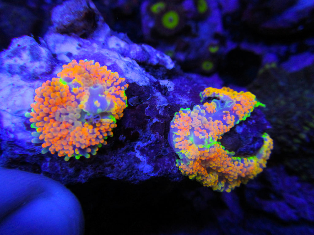 Rainbow Ricordia Colony 7