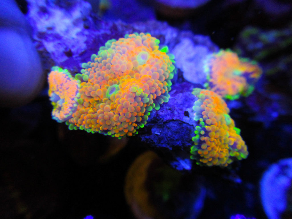 Rainbow Ricordia Colony 8