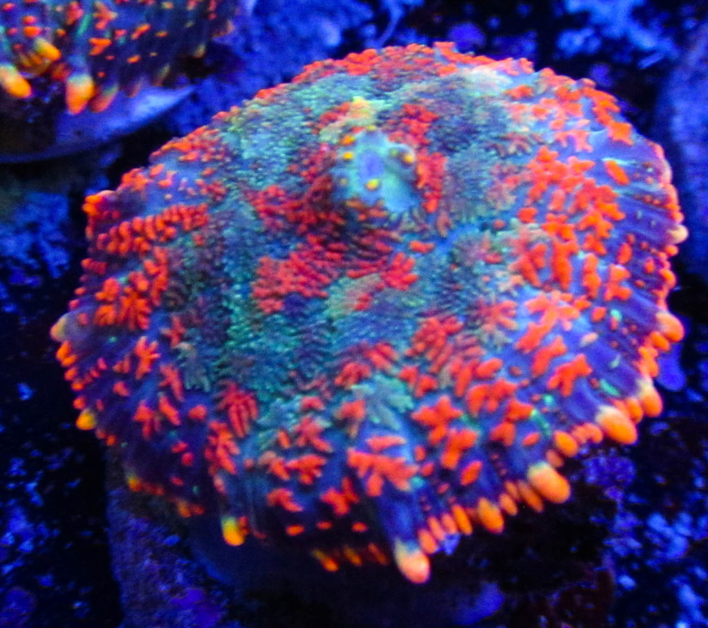 UC Rainbow Star Rhodactis Mushroom 8