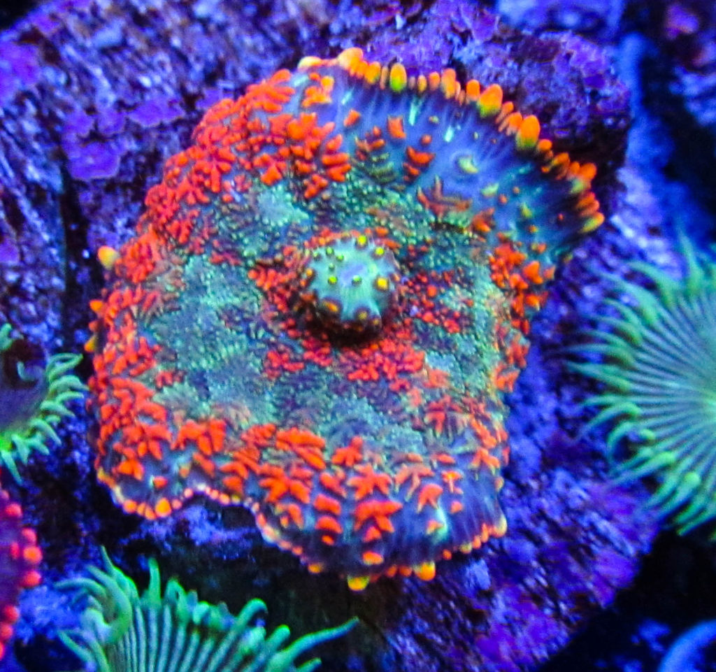 UC Rainbow Star Rhodactis Mushroom 9