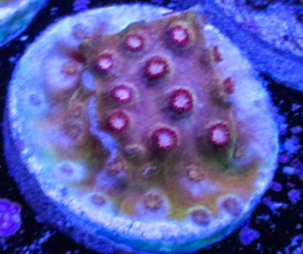 UC Gold Digger Cyphastrea 97