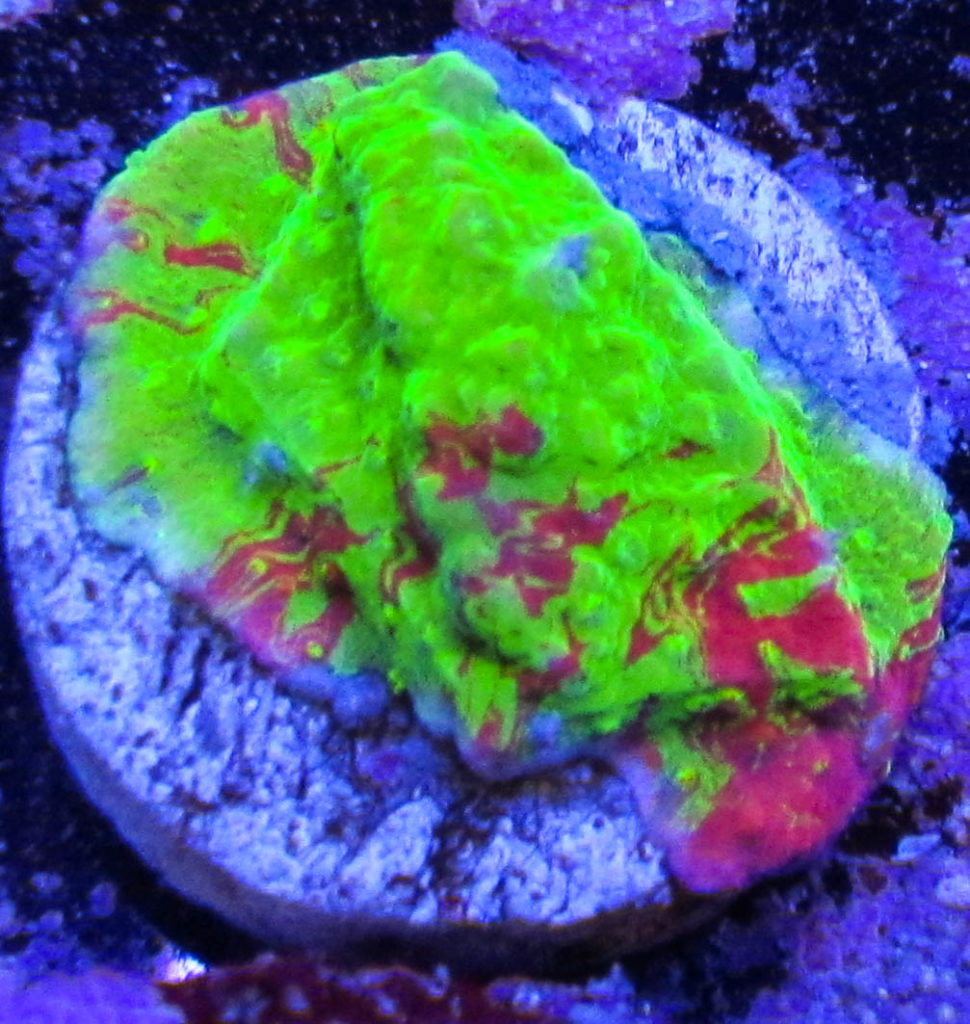 WWC Grafted Montipora