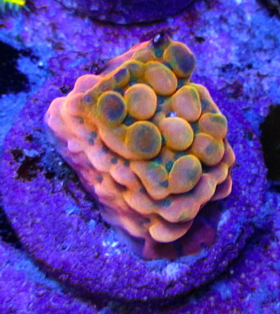 UC Flamingo Montipora