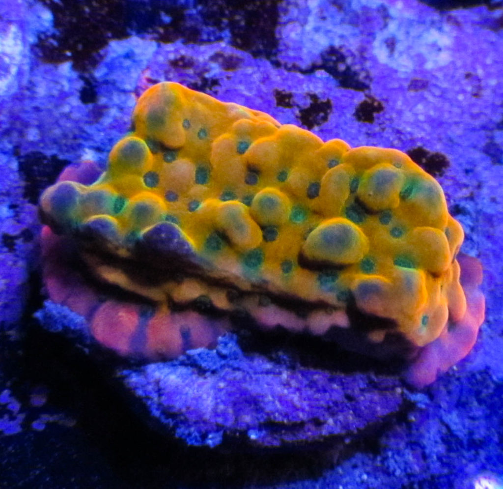 Beach Bum Montipora