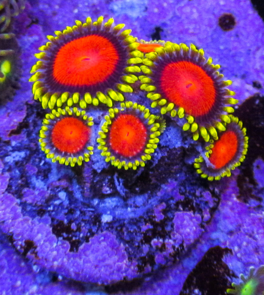 UC Yellow Dragon Zoas