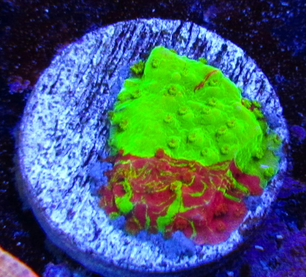 WWC Grafted Montipora