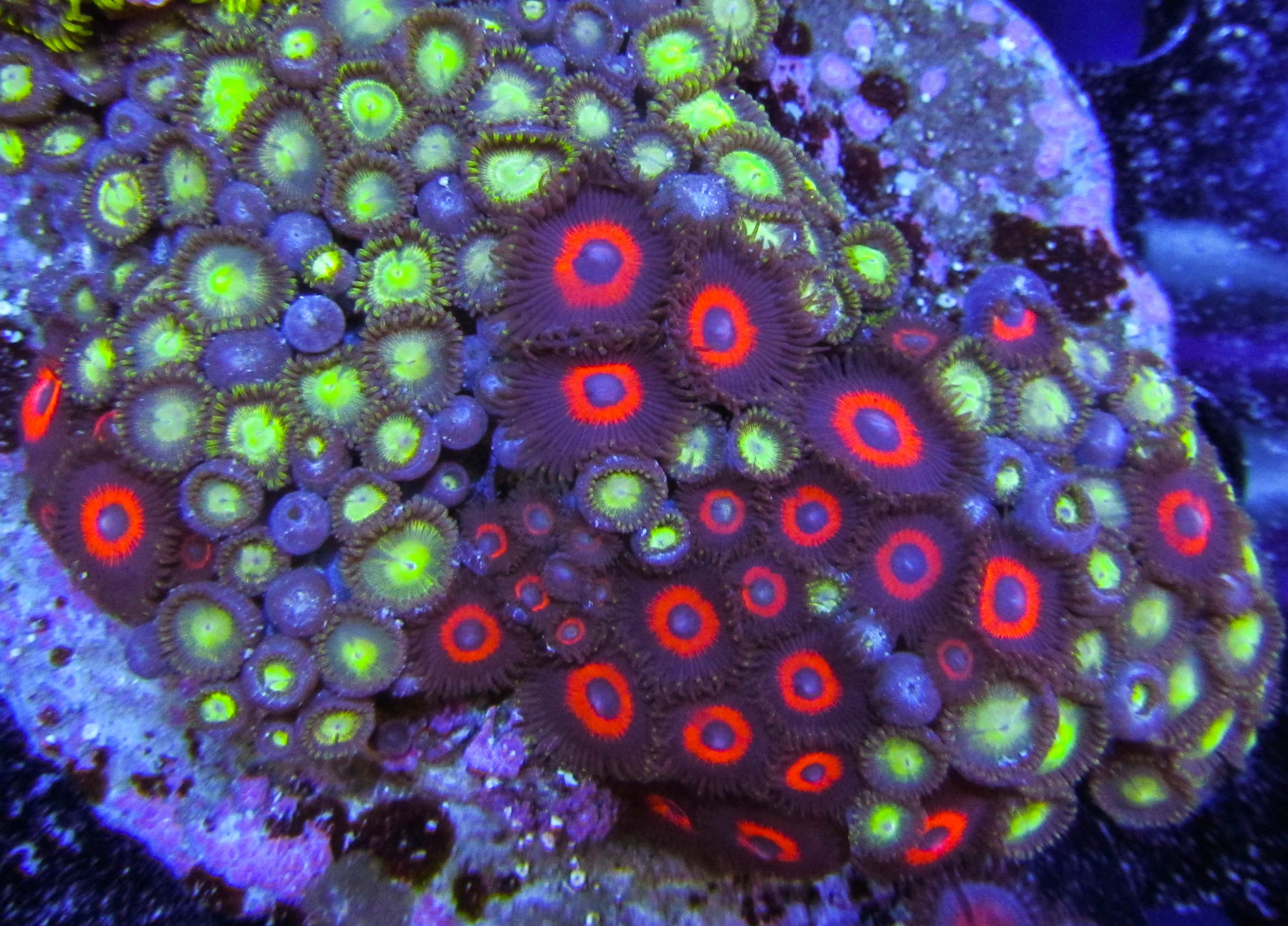 Ultra Mixed Zoa Colony 1 - Ultimate Corals