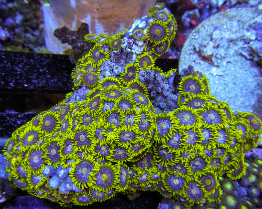 UC Yellow Lightning Zoas