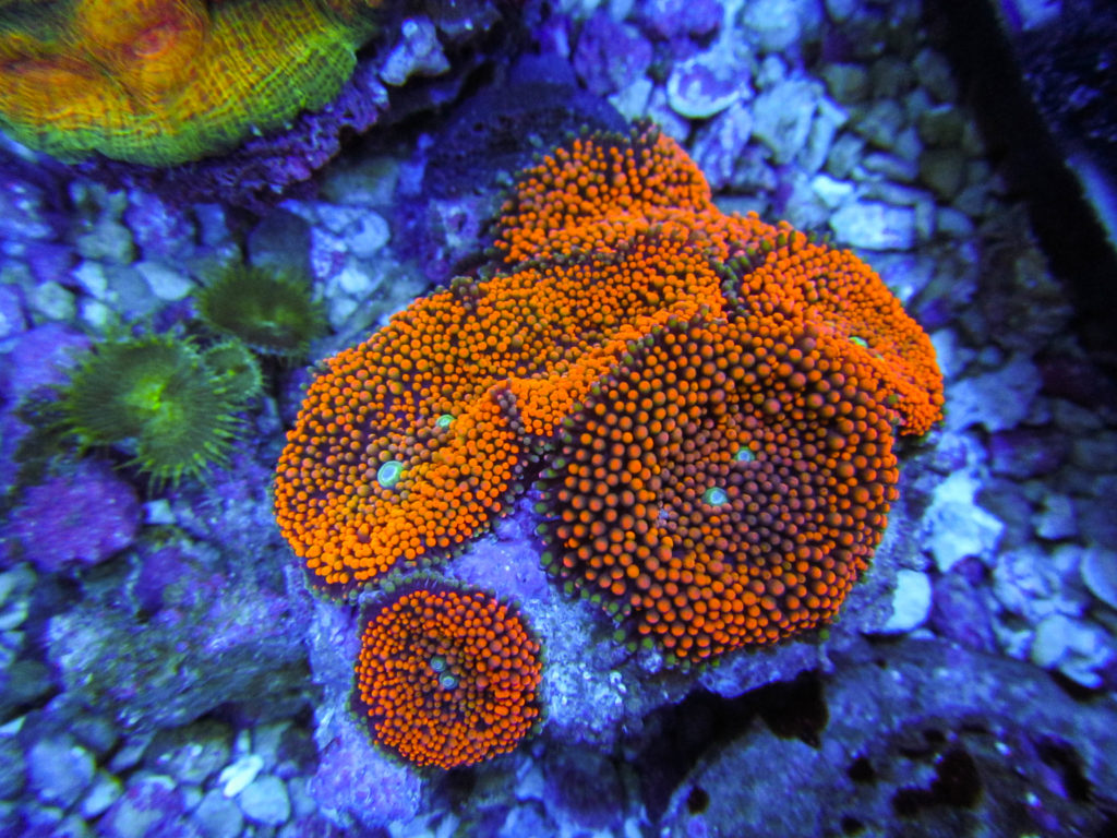 Rainbow Ricordia Mushroom Colony