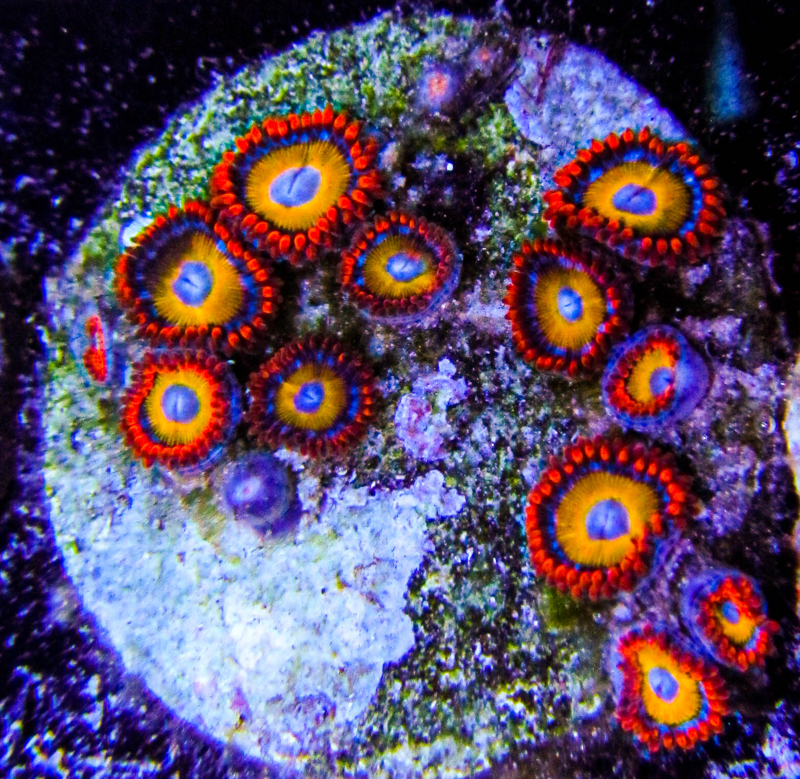 blondie zoas.jpg - Ultimate Corals