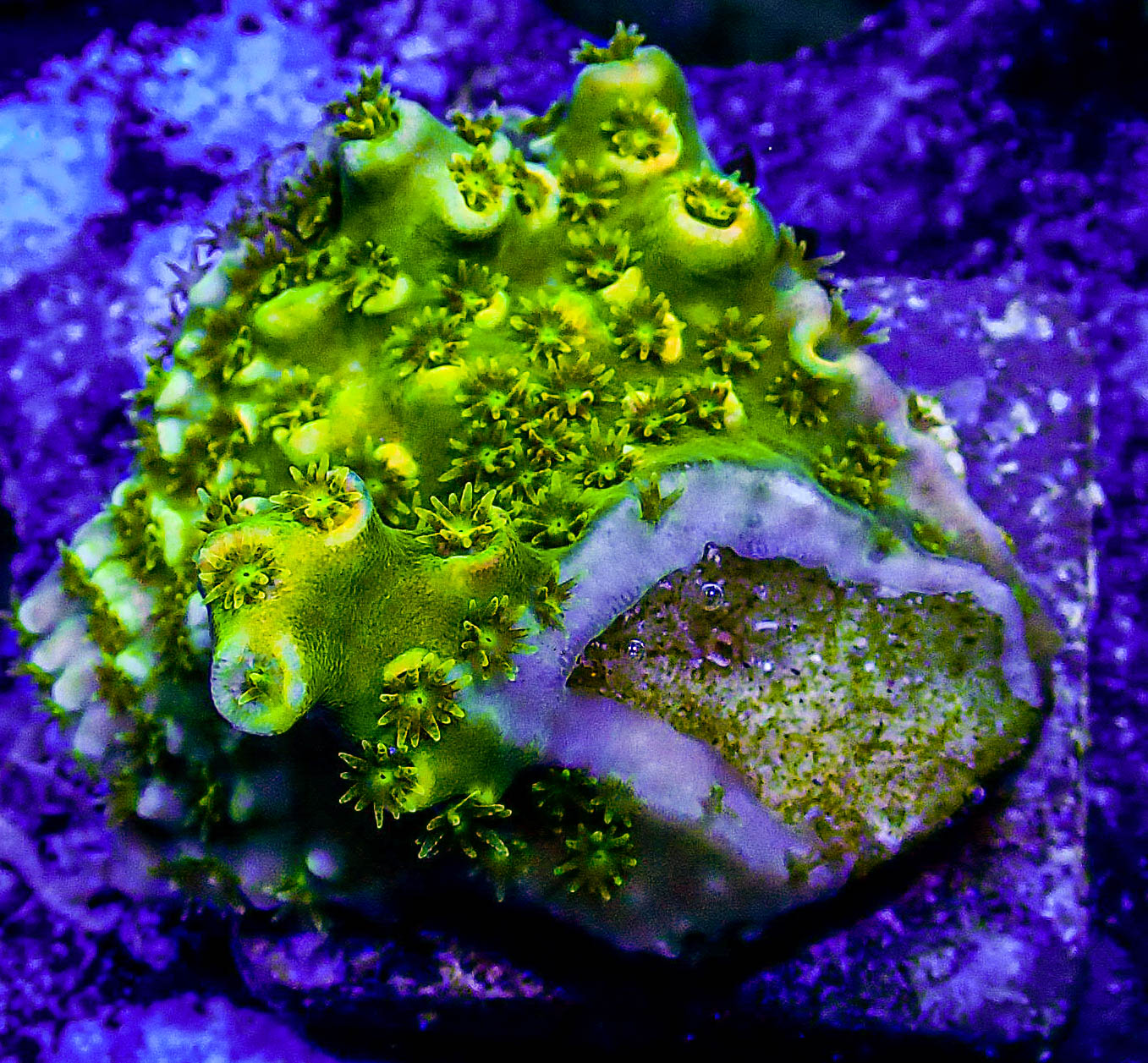 Walt Disney Acro -190.JPG - Ultimate Corals