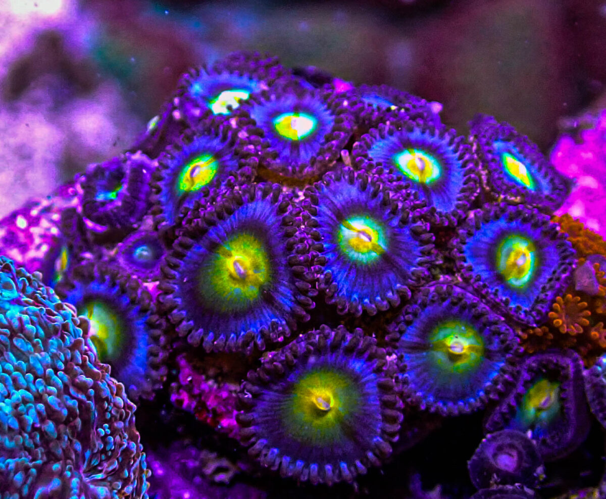 AOI Zoas.JPG