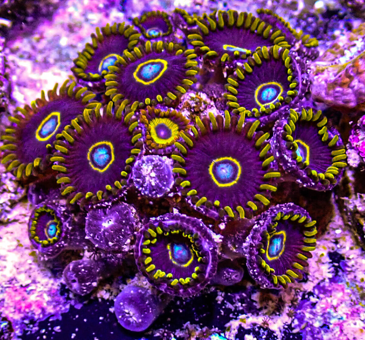 Blue Hornet Zoas.JPG