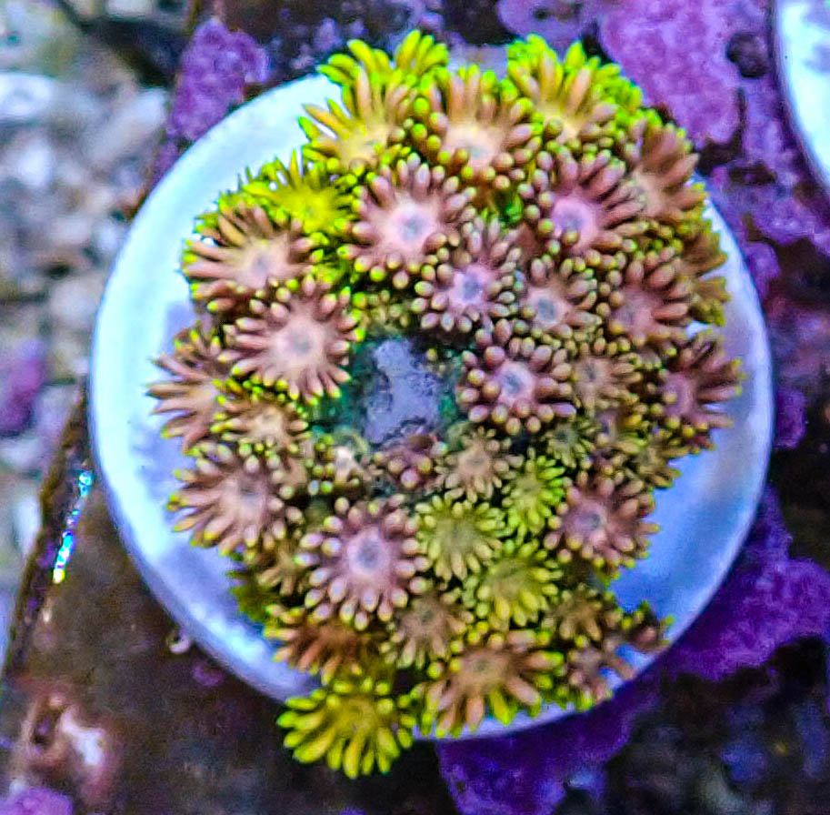 UC Rainbow Rose Gonipora.JPG